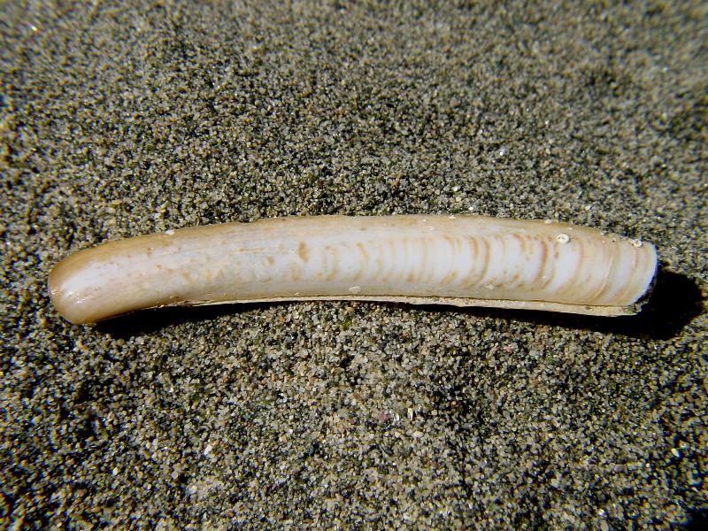 Ensis ensis